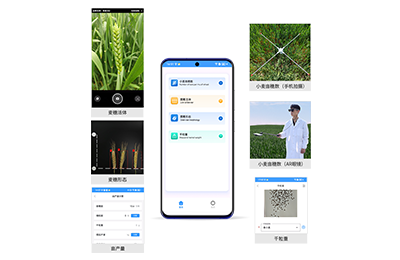 东区小麦亩穗数分析仪IN-XM02